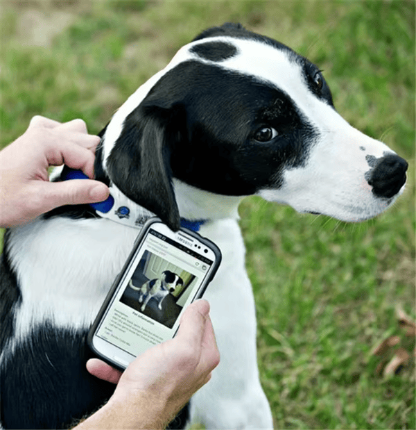 ภาพนี้แสดง RFID Pet ID แท็ก พร้อมห่วงโลหะสำหรับติดตั้งเพื่อให้แท็กยึดแน่นและสแกนได้ง่ายระหว่างการเคลื่อนไหวในแต่ละวัน