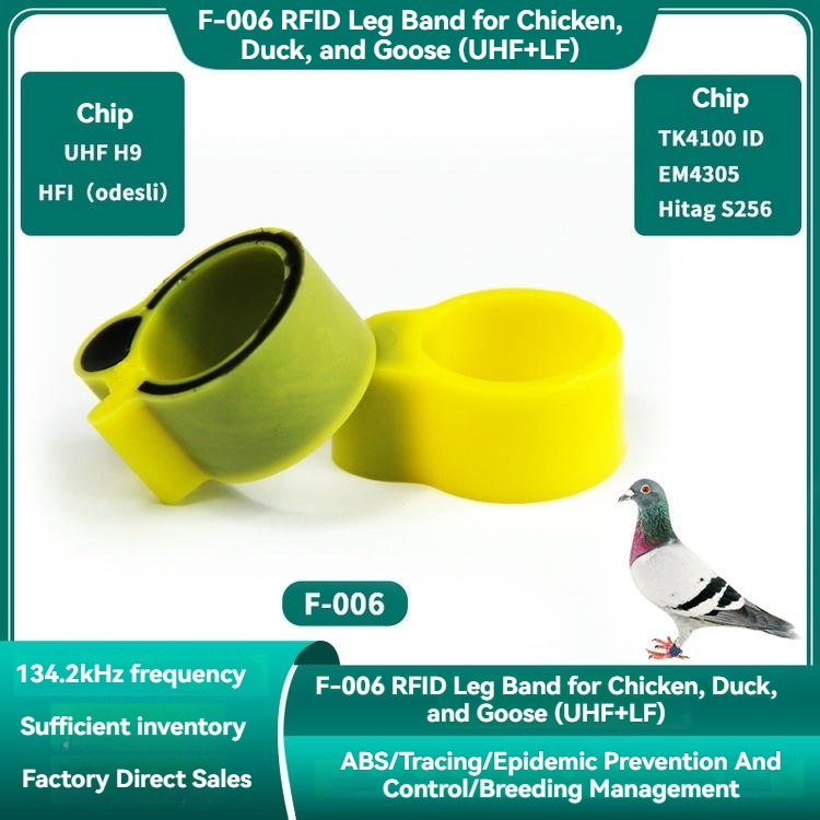 ภาพระยะใกล้นี้แสดงสายรัดข้อเท้า RFID รุ่น F-006 ที่ยึดติดอย่างแน่นหนาบนขาไก่ในสภาพแวดล้อมของฟาร์ม