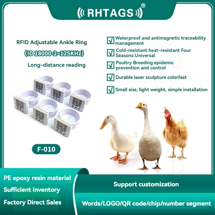 ผู้จัดการฟาร์มสัตว์ปีกำลังสแกนแท็ก RFID ติดข้อขารุ่น F010 ด้วยเครื่องอ่านแบบมือถือเพื่อตรวจนับจำนวนสัตว์ได้อย่างรวดเร็วและแม่นยำ