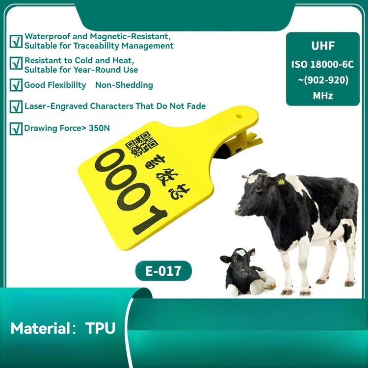 ภาพฟาร์มนี้แสดงโคโตเต็มวัยที่สวมแท็กหู RFID E017 สีเหลืองขนาดใหญ่เพื่อวัตถุประสงค์ในการจัดทำบัญชีดิจิทัลและการติดตามระยะไกล